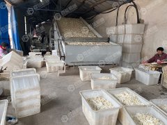 山藥烘干現場