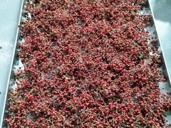 小型花椒烘干現場
