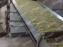 槐花烘干現場