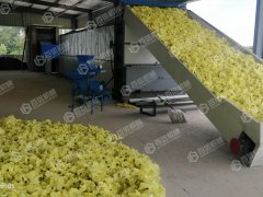 黃蜀葵花烘干現場